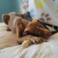 Ready for adoption at Cortez Rescue and Outreach