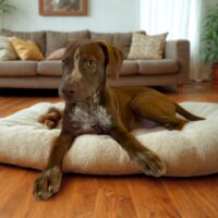 Ready for adoption at Cortez Rescue and Outreach