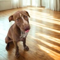 Adopt me through Cortez Rescue and Outreach