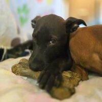 Ready for adoption at Cortez Rescue and Outreach