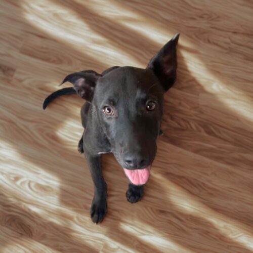 Adopt me through Cortez Rescue and Outreach