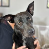 Adopt this pup at Cortez Rescue and Outreach