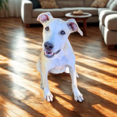 Ready for adoption at Cortez Rescue and Outreach