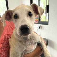 Ready for adoption at Cortez Rescue and Outreach