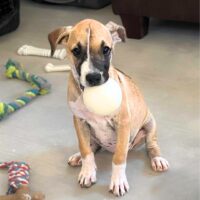 Ready for adoption at Cortez Rescue and Outreach