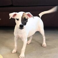 Ready for adoption at Cortez Rescue and Outreach