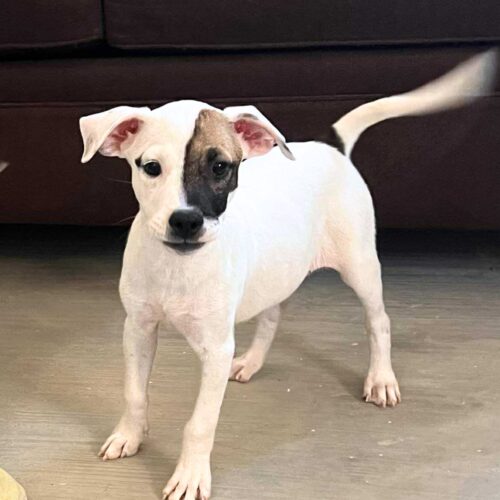 Ready for adoption at Cortez Rescue and Outreach