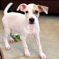 Almond_Ready for adoption at Cortez Rescue and Outreach