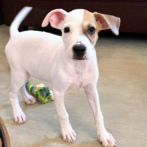 Almond_Ready for adoption at Cortez Rescue and Outreach