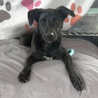 Ready for adoption at Cortez Rescue and Outreach