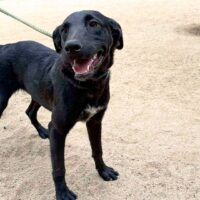 This dog is ready for adoption at Cortez Rescue and Outreach