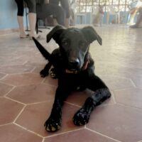 Adopt this dog at Cortez Rescue and Outreach