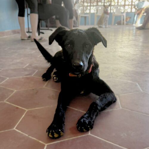 Adopt this dog at Cortez Rescue and Outreach