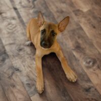 Ready for adoption at Cortez Rescue and Outreach