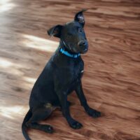 Ready for adoption at Cortez Rescue and Outreach