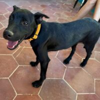 Ready for adoption at Cortez Rescue and Outreach