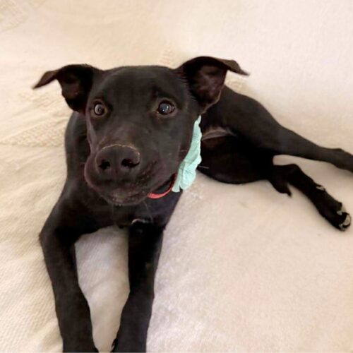 Ready for adoption at Cortez Rescue and Outreach