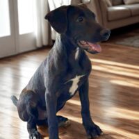 Ready for adoption at Cortez Rescue and Outreach