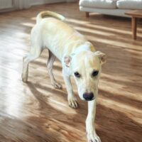 Ready for adoption at Cortez Rescue and Outreach