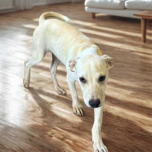 Ready for adoption at Cortez Rescue and Outreach