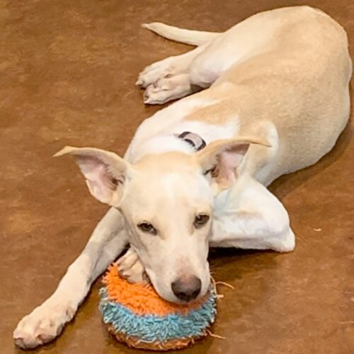 Ready for adoption at Cortez Rescue and Outreach