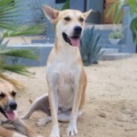 Ready for adoption at Cortez Rescue and Outreach