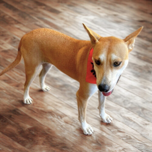 Ready for adoption at Cortez Rescue and Outreach