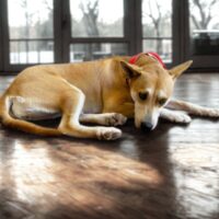 Adopt this dog at Cortez Rescue and Outreach