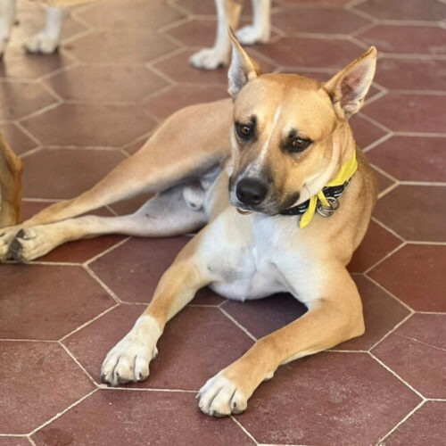 Ready for adoption at Cortez Rescue and Outreach