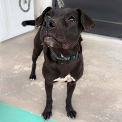 This dog is ready for adoption at Cortez Rescue and Outreach