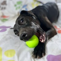 Adopt this pup at Cortez Rescue and Outreach