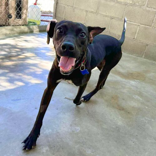 Ready for adoption at Cortez Rescue and Outreach