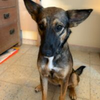 Ready for adoption at Cortez Rescue and Outreach