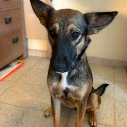 Ready for adoption at Cortez Rescue and Outreach