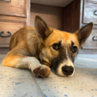 Ready for adoption at Cortez Rescue and Outreach