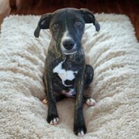 Ready for adoption at Cortez Rescue and Outreach