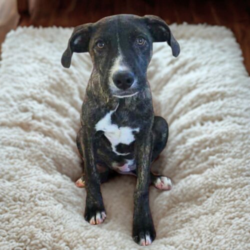 Ready for adoption at Cortez Rescue and Outreach