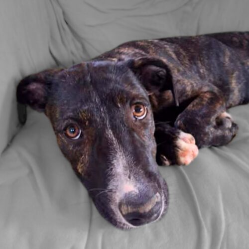 Ready for adoption at Cortez Rescue and Outreach