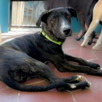 This dog is ready for adoption at Cortez Rescue and Outreach