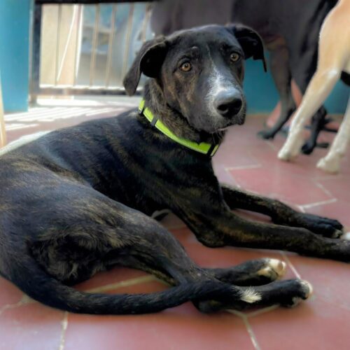 This dog is ready for adoption at Cortez Rescue and Outreach