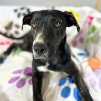 Adopt this pup at Cortez Rescue and Outreach