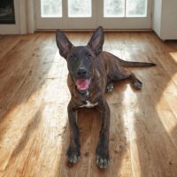 Adopt me through Cortez Rescue and Outreach