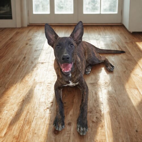 Adopt me through Cortez Rescue and Outreach