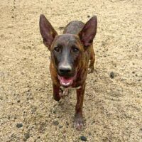 Ready for adoption at Cortez Rescue and Outreach