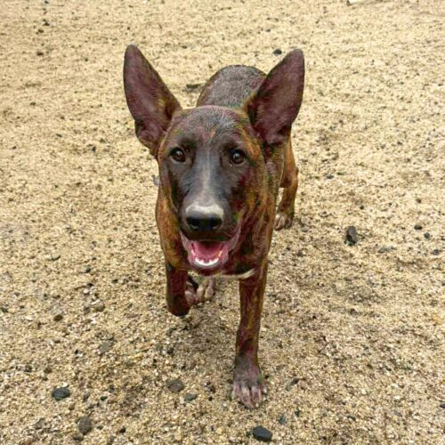 Ready for adoption at Cortez Rescue and Outreach