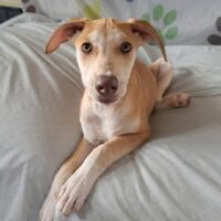 Ready for adoption at Cortez Rescue and Outreach