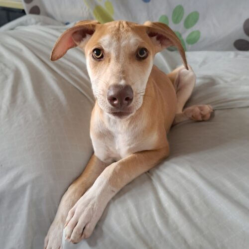 Ready for adoption at Cortez Rescue and Outreach