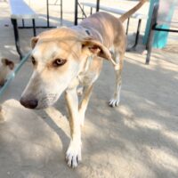 Adopt this dog at Cortez Rescue and Outreach