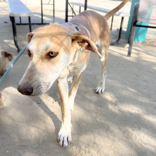 Adopt this dog at Cortez Rescue and Outreach