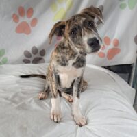Ready for adoption at Cortez Rescue and Outreach